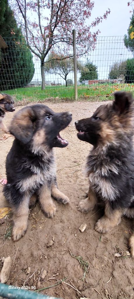 chiot Berger Allemand Des Terres De Haudebert